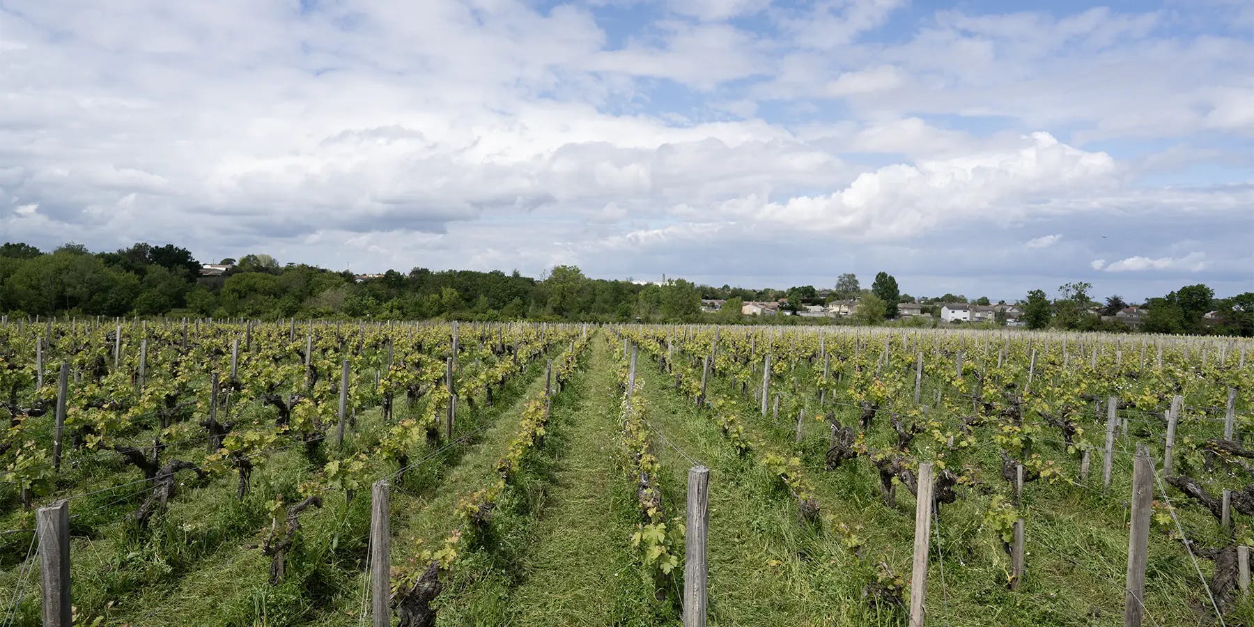 Vignoble Haut-Bages Libéral